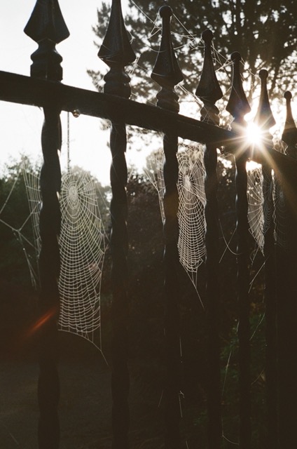 A picture of cobwebs on a driveway gate in the morning sunlight